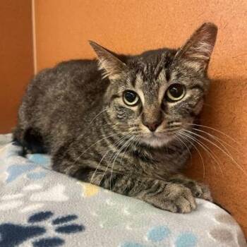 Tabitha -  Domestic Short Hair Cat for Adoption in Rochester, Minnesota - Tabitha | PetCurious