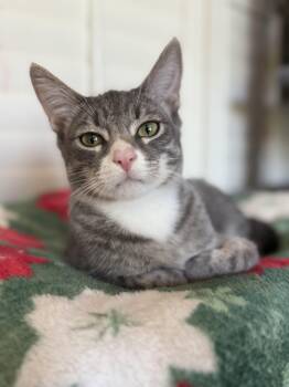 Rescue Domestic Short Hair Cats for Adoption in Phoenix, Arizona - Wolfie | PetCurious