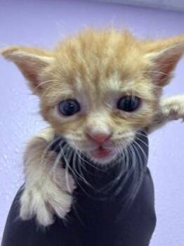 Domestic Medium Hair Cats Available for Adoption in El Paso, Texas - 60885779 | PetCurious