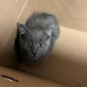Domestic Short Hair Cats Available for Adoption in Pasadena, California - Dustbunny | PetCurious