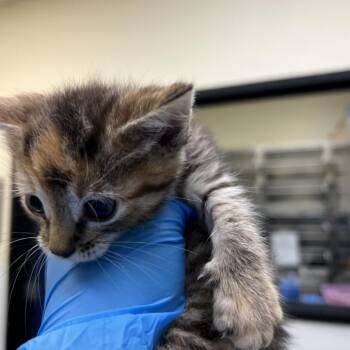 Mamie -  Domestic Short Hair Cat for Adoption in Galveston, Texas - Mamie | PetCurious