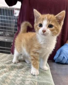 Goose -  Domestic Short Hair Cat for Adoption in Portland, Indiana - Goose | PetCurious