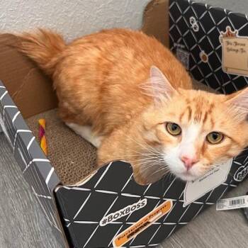 Dale -  Domestic Medium Hair Cat for Adoption in Talent, Oregon - Dale | PetCurious