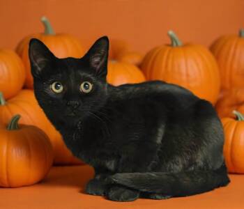 Harry 26/614 -  Domestic Short Hair Cat for Adoption in Talladega, Alabama - Harry 26/614 | PetCurious
