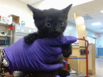 Domestic Short Hair Cats Available for Adoption in Doral, Florida - RAJA | PetCurious