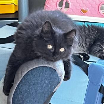 Batman -  Domestic Long Hair Cat for Adoption in Richmond, Virginia - Batman | PetCurious