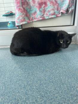 Rescue American Shorthair Cats for Adoption in Pearland, Texas - COMPUTER | PetCurious