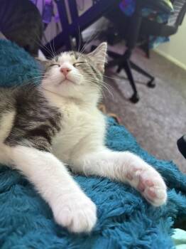 Pinto -  Domestic Short Hair Cat for Adoption in Mishawaka, Indiana - Pinto | PetCurious