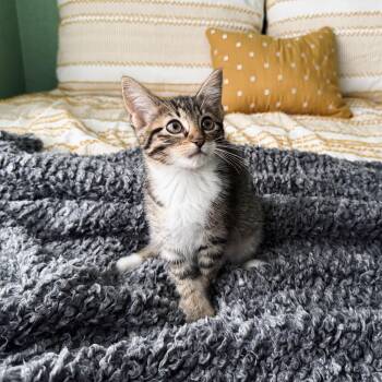 Syrup -  Domestic Short Hair Cat Available for Adoption in Fort Worth, Texas - Syrup | PetCurious