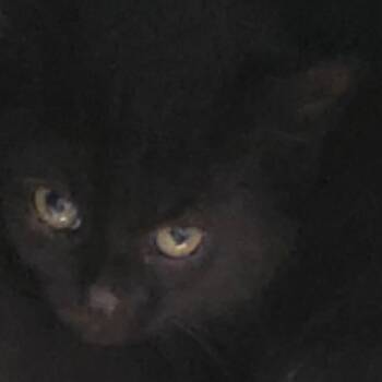 Orchid -  Domestic Medium Hair Cat for Adoption in Burlington, Ontario - Orchid | PetCurious