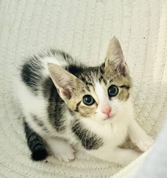 Tabby Cats Available for Adoption in Arlington, Texas - Thalia | PetCurious