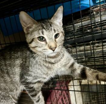 American Shorthair and Tabby Cats Available for Adoption - Cider | PetCurious