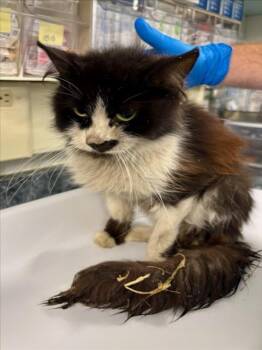 Domestic Medium Hair Cats Available for Adoption in Woodland, California - *MADDIE | PetCurious
