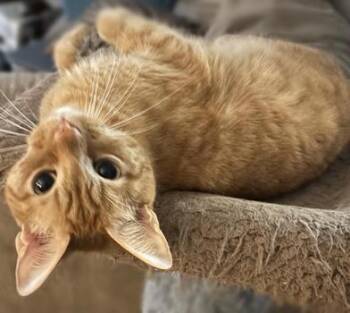 Rescue Domestic Short Hair Cats for Adoption in Liverpool, Texas - Jewels | PetCurious