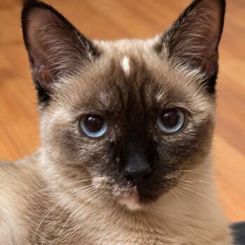 Serendipity Leister -  Domestic Short Hair and Siamese Cat for Adoption in Chandler, Arizona - Serendipity Leister | PetCurious