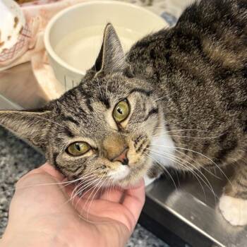 MISTY ELLIOT -  Domestic Short Hair Cat Available for Adoption in Barnstable, Massachusetts - MISTY ELLIOT | PetCurious