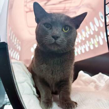 Chonk-E-Cheese -  Domestic Short Hair Cat for Adoption in Columbia, South Carolina - Chonk-E-Cheese | PetCurious