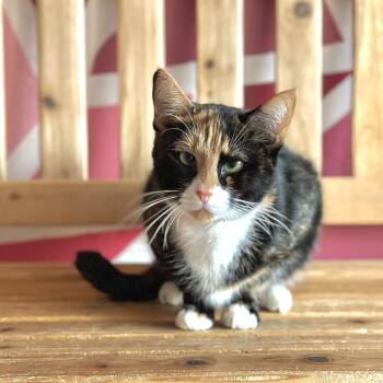 Rescue Domestic Short Hair Cats for Adoption in Newberg, Oregon - Marjorie | PetCurious