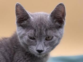 Solitaire -  Domestic Short Hair Cat for Adoption in Portland, Oregon - Solitaire | PetCurious