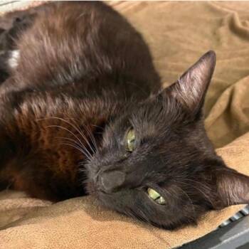 Domestic Short Hair Cats Available for Adoption in League City, Texas - Sabrina | PetCurious