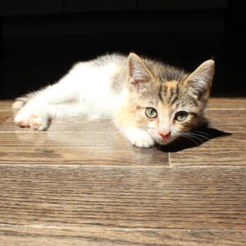 Coral -  Domestic Short Hair Cat for Adoption in Philadelphia, Pennsylvania - Coral | PetCurious