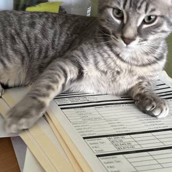 Ariel -  Domestic Short Hair Cat for Adoption in Fairfax, Virginia - Ariel | PetCurious