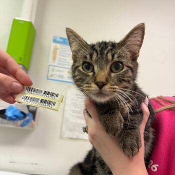 Honey Crisp -  Domestic Medium Hair Cat for Adoption in Charleston, West Virginia - Honey Crisp | PetCurious
