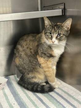 Domestic Short Hair Cats Available for Adoption in Pasadena, Texas - A184808 | PetCurious