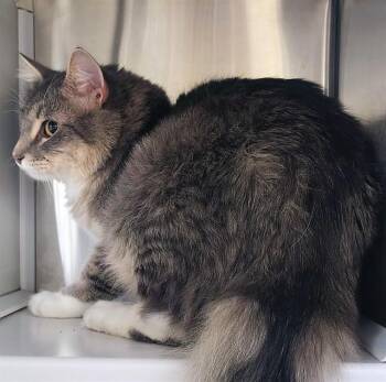 Domestic Medium Hair Cats Available for Adoption in St. Louis, Missouri - FERNANDO | PetCurious