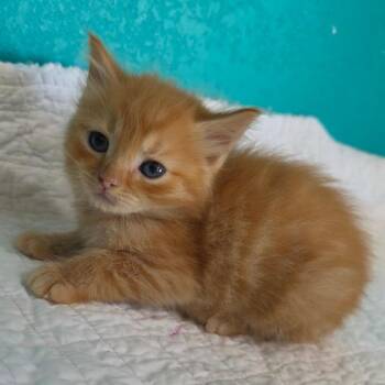 Domestic Long Hair Cats Available for Adoption in Jefferson City, Tennessee - Tony Stark | PetCurious