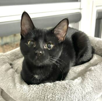 Domestic Short Hair Cats Available for Adoption - Reese | PetCurious