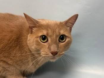 Gobi -  Domestic Short Hair Cat for Adoption in Woodbury, Minnesota - Gobi | PetCurious