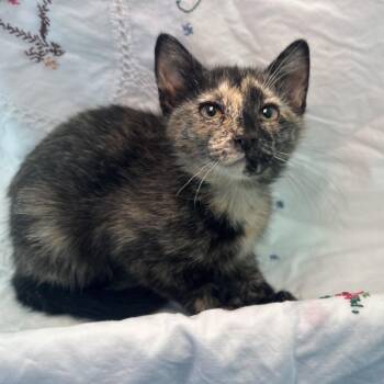 Vince Neil -  Domestic Short Hair Cat for Adoption in Matteson, Illinois - Vince Neil | PetCurious