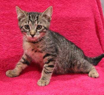 Jessie -  Domestic Short Hair Cat for Adoption in Vacaville, California - Jessie | PetCurious