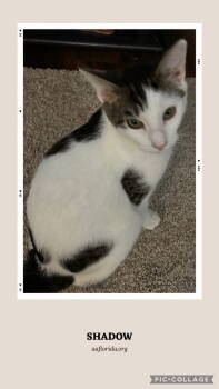 Rescue Domestic Short Hair Cats for Adoption in Pensacola, Florida - Shadow | PetCurious