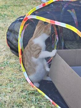 Oliver -  Domestic Short Hair Cat for Adoption - Oliver | PetCurious