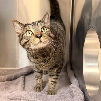 Racer -  Domestic Short Hair and Mixed Breed Cat for Adoption in Indianapolis, Indiana - Racer | PetCurious