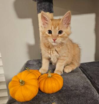 Chicken Nugget -  Domestic Short Hair Cat for Adoption in Ogden, Utah - Chicken Nugget | PetCurious