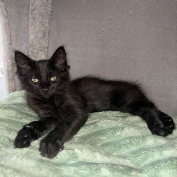 Jerry -  Domestic Medium Hair Cat for Adoption in Buffalo, New York - Jerry | PetCurious