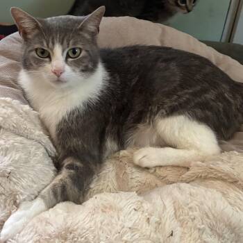 Queen Brie -  Domestic Short Hair Cat for Adoption in Bentonville, Arkansas - Queen Brie | PetCurious