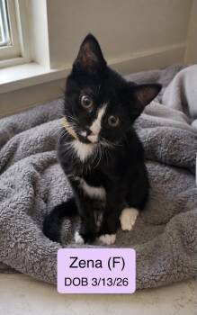 Zena -  Tuxedo and Snowshoe Cat for Adoption in Vacaville, California - Zena | PetCurious