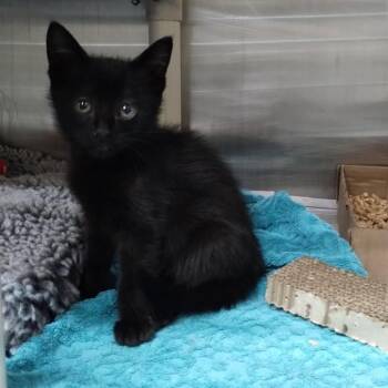 ORB -  Domestic Short Hair Cat for Adoption in Alameda, California - ORB | PetCurious