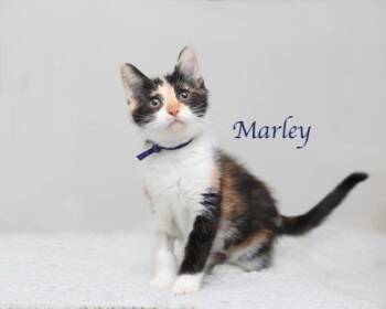 Marley -  Domestic Short Hair Cat for Adoption in Parma, Ohio - Marley | PetCurious