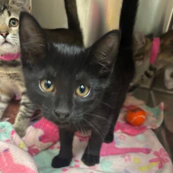Harry -  Domestic Short Hair Cat for Adoption in Lakeland, Florida - Harry | PetCurious