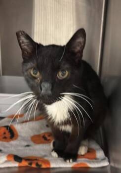 Jag -  Domestic Short Hair Cat for Adoption in Fresno, California - Jag | PetCurious