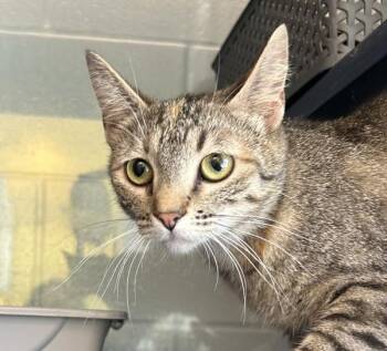 Stiletto -  Domestic Short Hair Cat for Adoption in Golden, Colorado - Stiletto | PetCurious