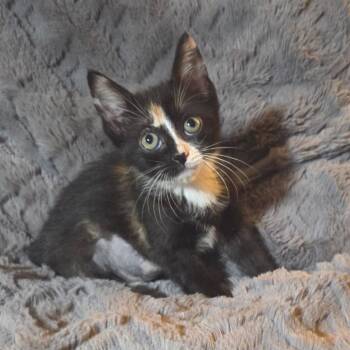 Litten -  Domestic Short Hair Cat Available for Adoption in Houston, Texas - Litten | PetCurious