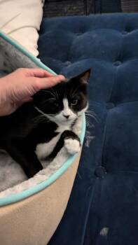 Rescue American Shorthair Cats for Adoption in Hayward, California - Jackie O | PetCurious