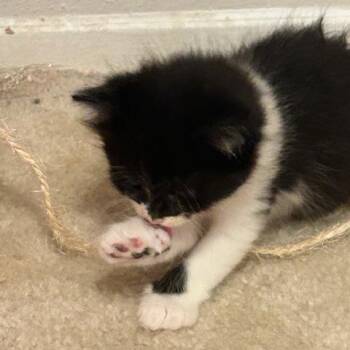 Buttercup -  Domestic Short Hair Cat for Adoption in League City, Texas - Buttercup | PetCurious