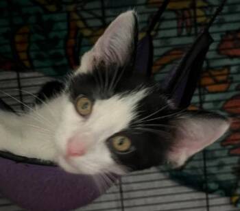 Fitz -  Domestic Short Hair Cat for Adoption in Battle Creek, Michigan - Fitz | PetCurious